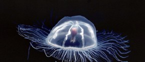 Bring a jelly fish to life